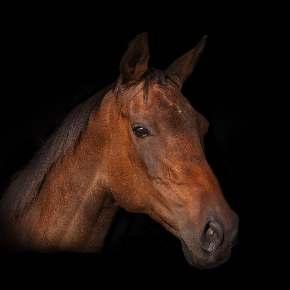 Horse head portrait
