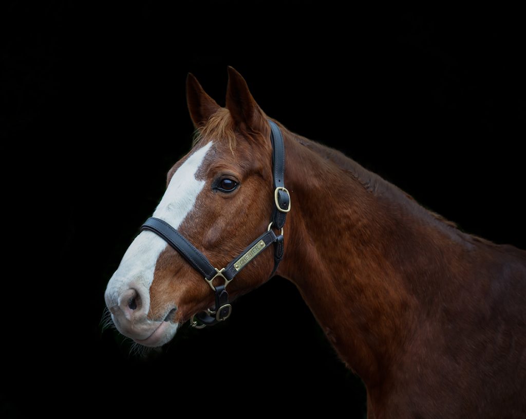 Equine photography and portrait