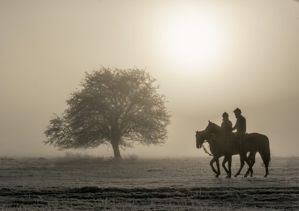 Horses in the fog on the curragh